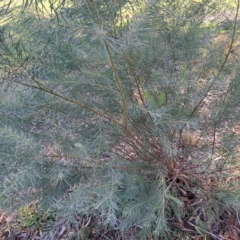 Acacia boormanii (Snowy River Wattle) at Hackett, ACT - 26 Apr 2024 by abread111