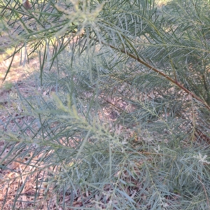 Acacia boormanii at Hackett, ACT - 26 Apr 2024