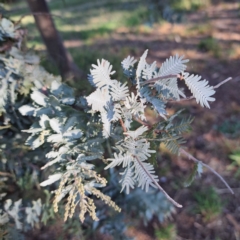 Acacia baileyana (Cootamundra Wattle, Golden Mimosa) at Watson, ACT - 26 Apr 2024 by abread111
