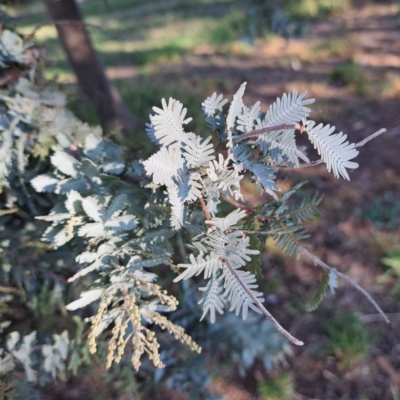 Acacia baileyana (Cootamundra Wattle, Golden Mimosa) at Watson, ACT - 26 Apr 2024 by abread111