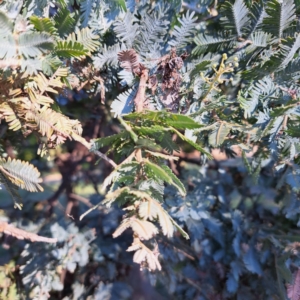 Acacia baileyana at Watson, ACT - 26 Apr 2024