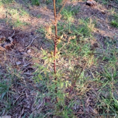 Bidens subalternans at Hackett, ACT - 26 Apr 2024