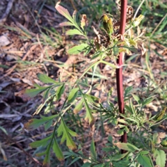 Bidens subalternans at Hackett, ACT - 26 Apr 2024