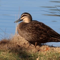 Anas superciliosa (Pacific Black Duck) at Belvoir Park - 26 Apr 2024 by KylieWaldon