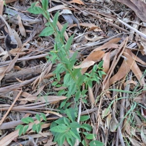 Ligustrum lucidum at Hackett, ACT - 26 Apr 2024