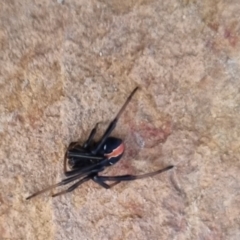 Latrodectus hasselti at QPRC LGA - suppressed