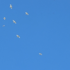 Cacatua sanguinea (Little Corella) at Belvoir Park - 25 Apr 2024 by KylieWaldon