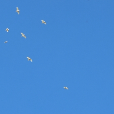 Cacatua sanguinea (Little Corella) at Belvoir Park - 26 Apr 2024 by KylieWaldon