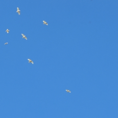 Cacatua sanguinea (Little Corella) at Belvoir Park - 25 Apr 2024 by KylieWaldon