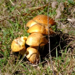 Suillus granulatus at Sherwood Forest - 26 Apr 2024 01:29 PM