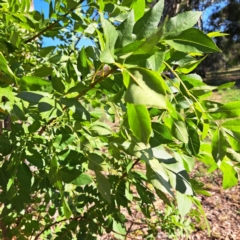 Fraxinus angustifolia subsp. angustifolia (Desert Ash) at Hackett, ACT - 26 Apr 2024 by abread111