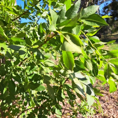 Fraxinus angustifolia subsp. angustifolia (Desert Ash) at Hackett, ACT - 26 Apr 2024 by abread111