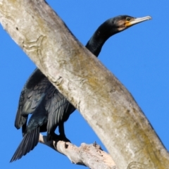 Phalacrocorax carbo (Great Cormorant) at Belvoir Park - 25 Apr 2024 by KylieWaldon