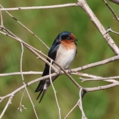 Hirundo neoxena (Welcome Swallow) at Belvoir Park - 26 Apr 2024 by KylieWaldon