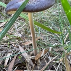 Oudemansiella 'radicata group' (Rooting shank) at Murrumbateman, NSW - 26 Apr 2024 by SimoneC
