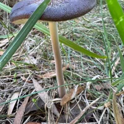 Oudemansiella gigaspora group (Rooting Shank) at Murrumbateman, NSW - 26 Apr 2024 by SimoneC