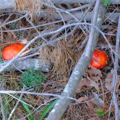 Amanita muscaria (Fly Agaric) at Sherwood Forest - 26 Apr 2024 by Kurt