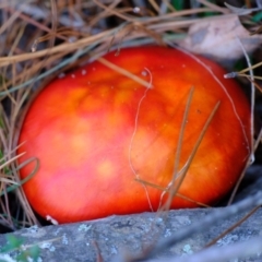 Amanita muscaria at Sherwood Forest - 26 Apr 2024