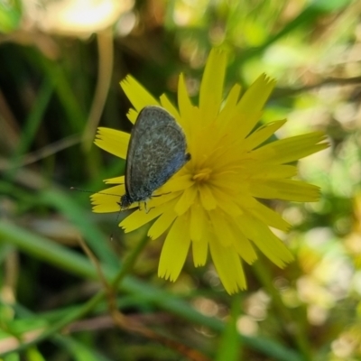 Zizina otis (Common Grass-Blue) at QPRC LGA - 26 Apr 2024 by clarehoneydove
