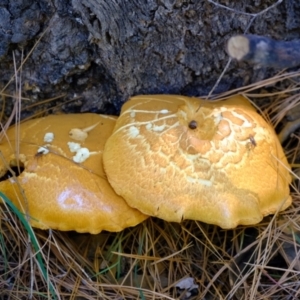 Gymnopilus sp. at Uriarra Village, ACT - 26 Apr 2024