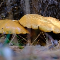 Gymnopilus sp. at Uriarra Village, ACT - 26 Apr 2024