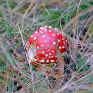 Amanita muscaria at Uriarra Village, ACT - 26 Apr 2024