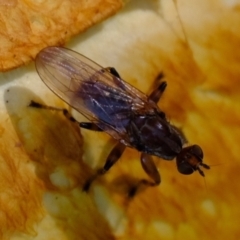 Tapeigaster sp. (genus) (Fungus fly, Heteromyzid fly) at Uriarra Village, ACT - 26 Apr 2024 by Kurt