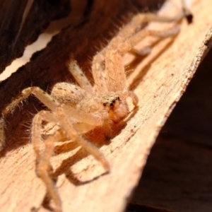 Isopeda canberrana at Sherwood Forest - 26 Apr 2024 02:28 PM