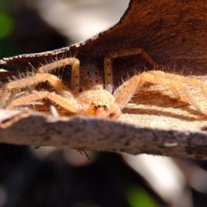 Isopeda canberrana at Sherwood Forest - 26 Apr 2024 02:28 PM