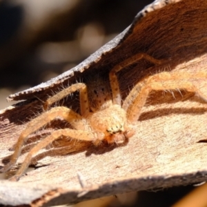 Isopeda canberrana at Sherwood Forest - 26 Apr 2024 02:28 PM