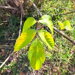 Acer negundo at Watson, ACT - 26 Apr 2024 03:03 PM