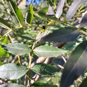 Fraxinus angustifolia subsp. angustifolia at Watson, ACT - 26 Apr 2024 03:07 PM