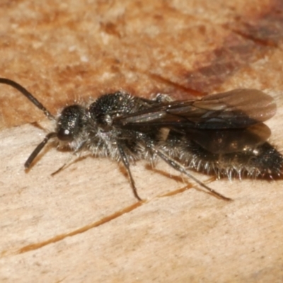 Mutillidae (family) (Unidentified Mutillid wasp or velvet ant) at WendyM's farm at Freshwater Ck. - 14 Dec 2023 by WendyEM