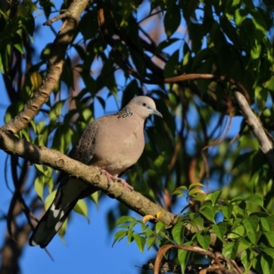 Spilopelia chinensis (Spotted Dove) at Wollondilly Local Government Area - 26 Apr 2024 by Freebird