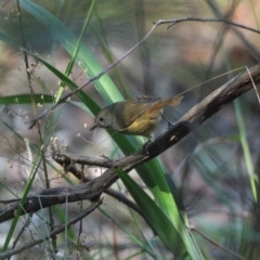 Acanthiza pusilla (Brown Thornbill) at Thirlmere Lakes National Park - 26 Apr 2024 by Freebird