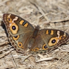 Junonia villida (Meadow Argus) at Fyshwick, ACT - 26 Apr 2024 by RodDeb