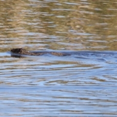 Hydromys chrysogaster (Rakali or Water Rat) at Jerrabomberra Wetlands - 26 Apr 2024 by RodDeb