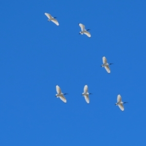 Threskiornis molucca at Jerrabomberra Wetlands - 26 Apr 2024