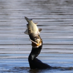 Cyprinus carpio (Common Carp) at Jerrabomberra Wetlands - 26 Apr 2024 by RodDeb