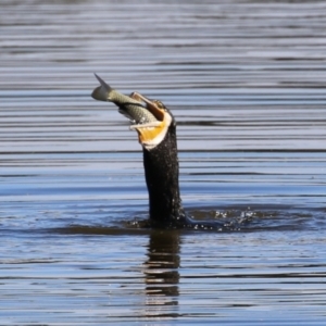 Phalacrocorax carbo at Jerrabomberra Wetlands - 26 Apr 2024