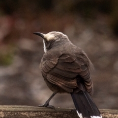 Pomatostomus temporalis temporalis (Grey-crowned Babbler) at Reedy Lake, VIC - 22 Aug 2022 by Petesteamer