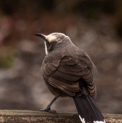 Pomatostomus temporalis temporalis (Grey-crowned Babbler) at Reedy Lake, VIC - 22 Aug 2022 by Petesteamer