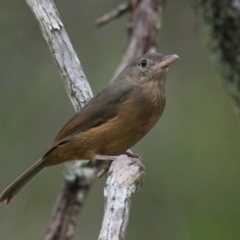 Colluricincla rufogaster (Rufous Shrikethrush) at Wallum - 21 Mar 2024 by macmad