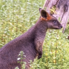 Wallabia bicolor (Swamp Wallaby) at Reedy Lake, VIC - 22 Aug 2022 by Petesteamer