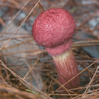 Unidentified Fungus at Brunswick Heads, NSW - 21 Mar 2024 by macmad
