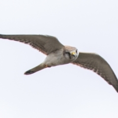 Falco cenchroides (Nankeen Kestrel) at Carrathool, NSW - 18 Aug 2022 by Petesteamer