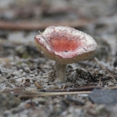 Russula sp. (genus) (Russula) at Wallum - 22 Mar 2024 by macmad