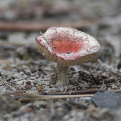 Unidentified Fungus at Brunswick Heads, NSW - 22 Mar 2024 by macmad