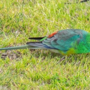 Psephotus haematonotus at Hay South, NSW - 17 Aug 2022