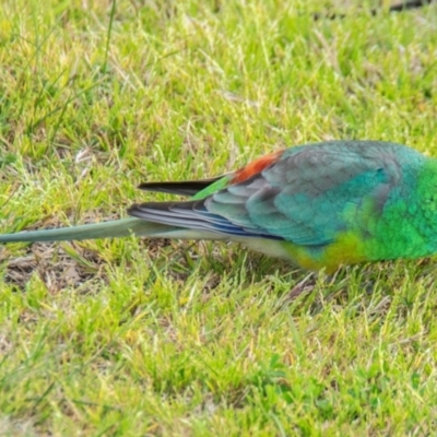 Psephotus haematonotus (Red-rumped Parrot) at Hay South, NSW - 17 Aug 2022 by Petesteamer
